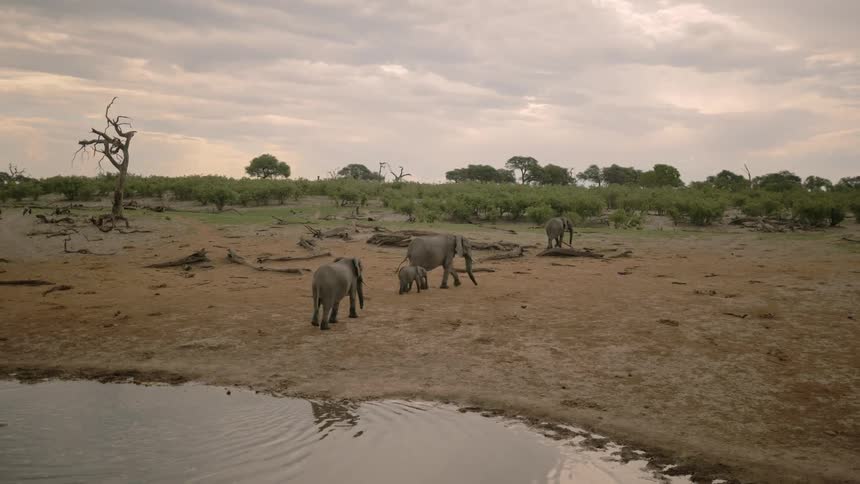 Elephants leave the water
