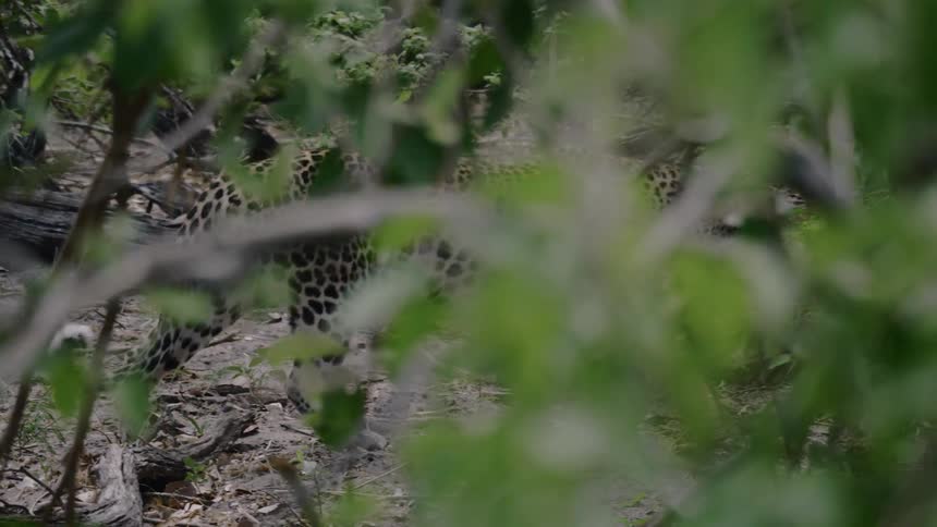 A spotted leopard slowly walks through a thick jungle forest