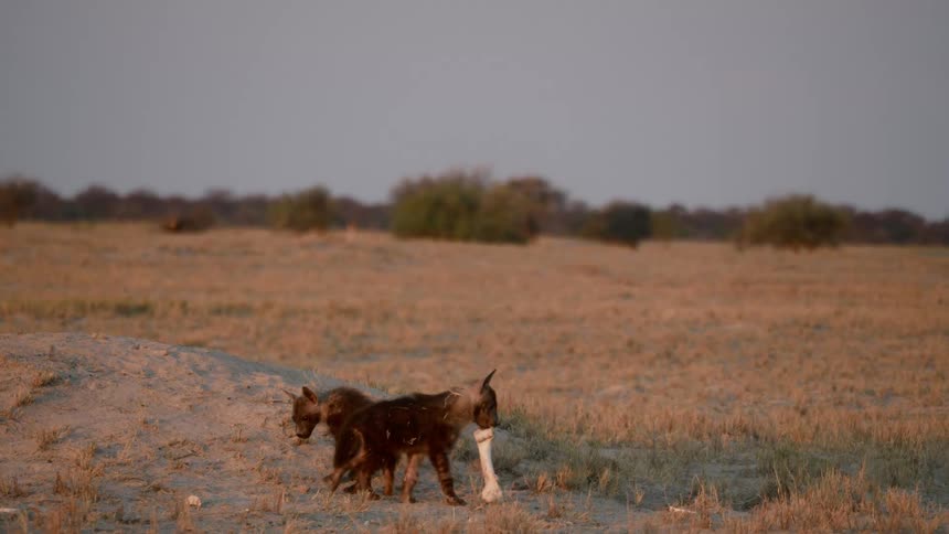 Wild canine pups scavenge in field with trees on the horizon