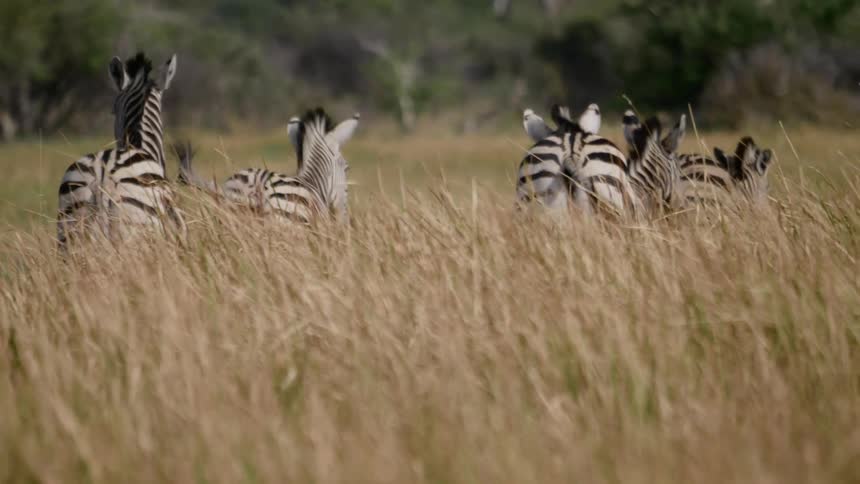 A small herd of zebras runs through tall grass