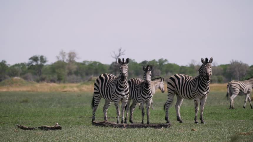 Zebras graze and walk in a field