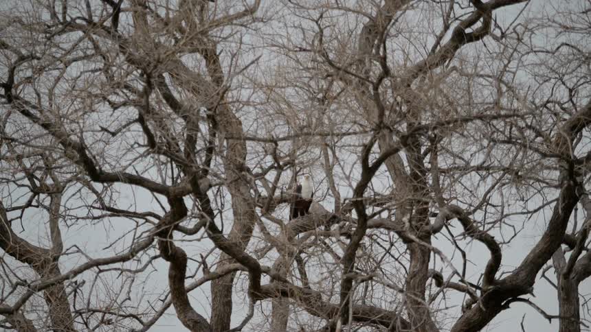 Bald eagle sits in twisted bare tree branches against grey sky