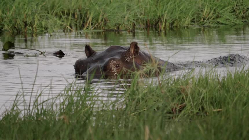 A hippo sits partially below water