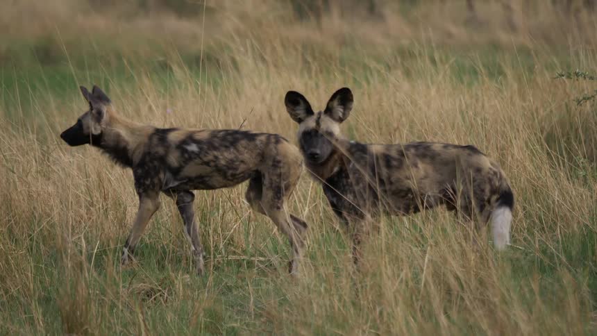 Pack african wild dogs roaming the grassland