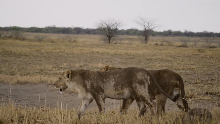 Two lions walk on the field together