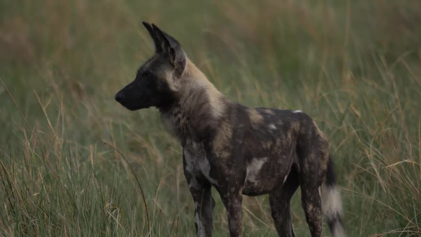 An african wild dog stands in tall grass looking around and wagging its tail