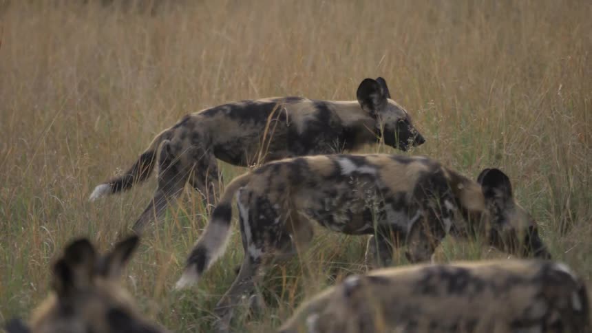 A clan of hyenas walking through a field looking for food