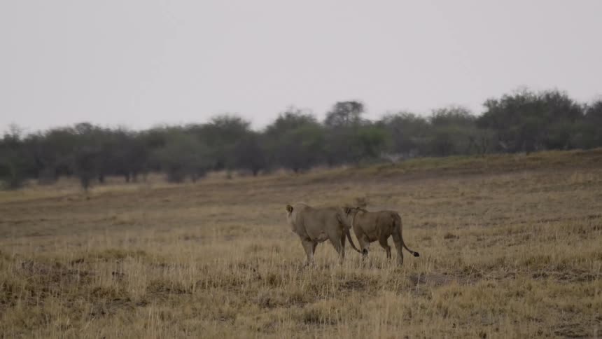 Two lions walking together in a pasture in the wild