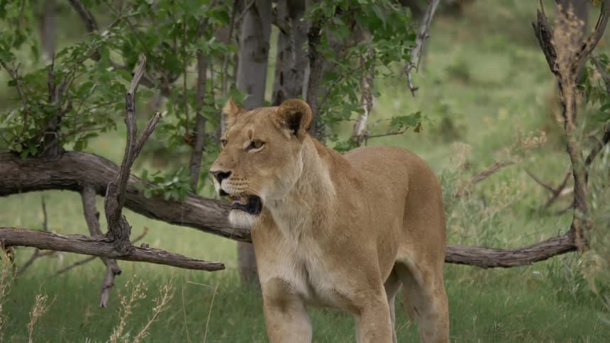 A mountain lion stands in a field with its mouth open as it stares in the distance