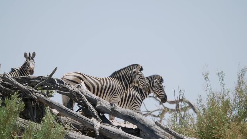 A trio of zebras rest near weathered fallen trees