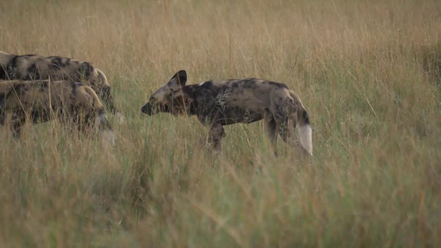 African wild dogs walk in the field