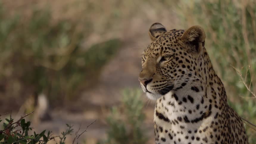 A tiger stares into the distance