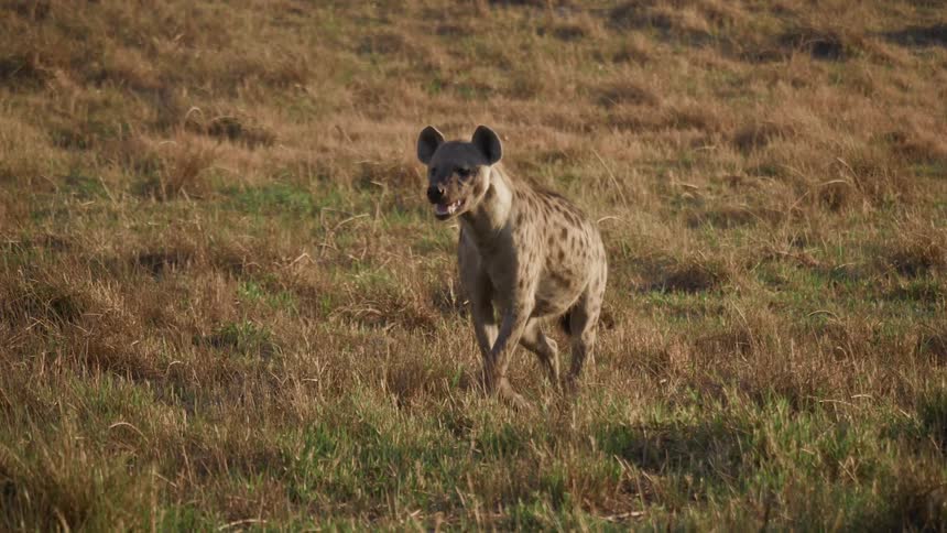 A hyena walks through the grass on a sunny day