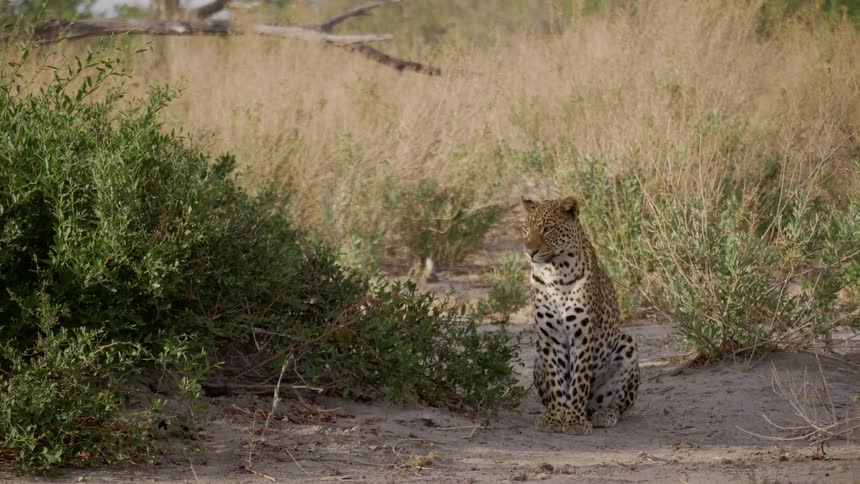Wild leopard sitting on the ground on grassland plain