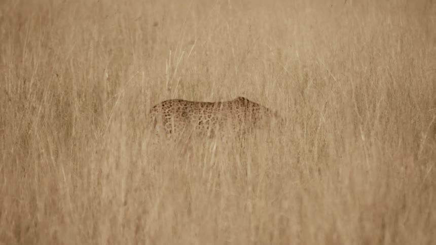 A leopard walks through tall yellow grass in a field