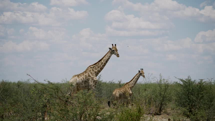 Two giraffes walk across a field