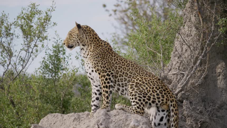 A cheetah sits on a rock and looks around