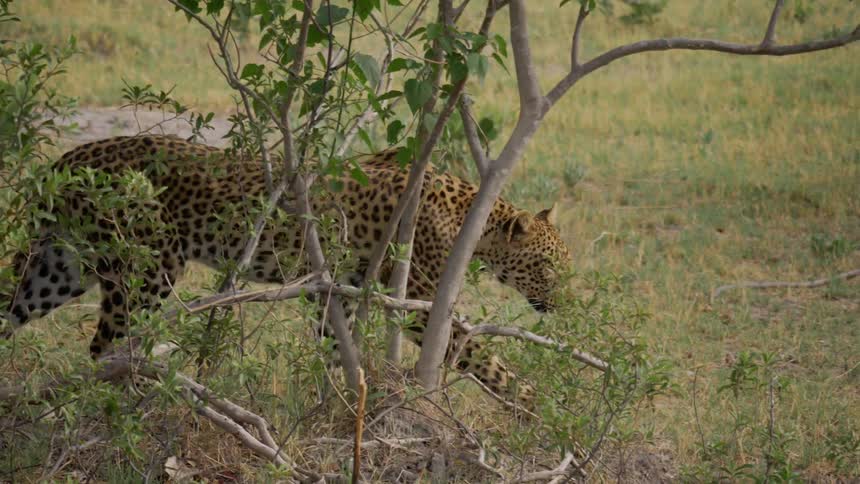 African leopard walking in african savanna
