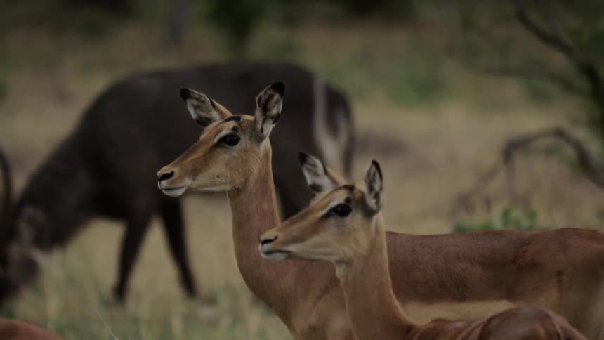A herd of antelope graze in the grassland area