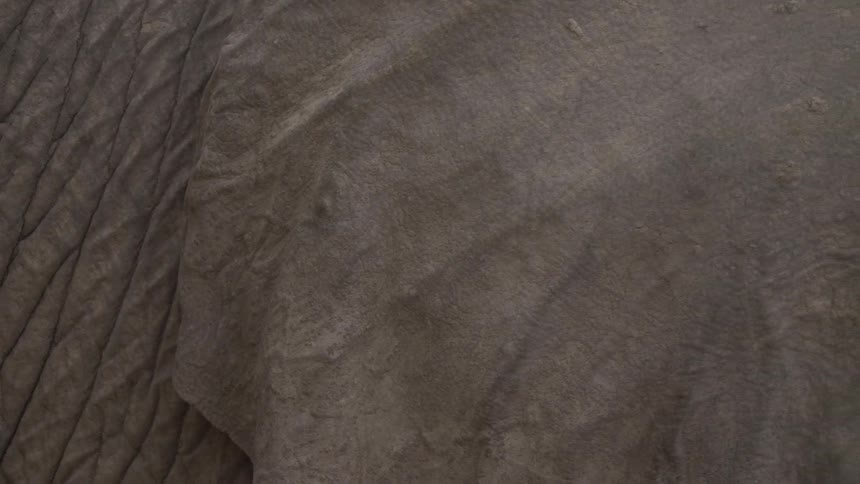 Close up of elephant ear and skin
