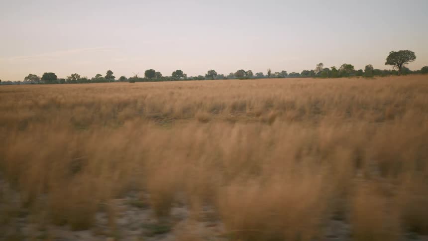 A savanna devoid of animals during the day
