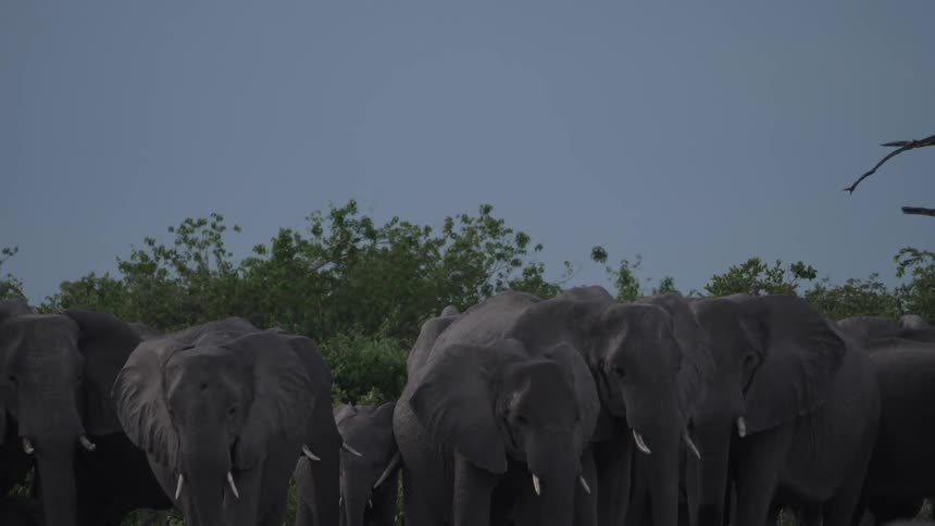 Elephants standing around with trees and the sky in the background
