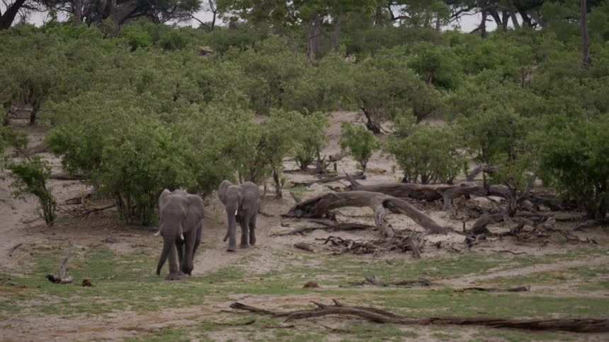 Two elephants walking out of a forest in the savanna