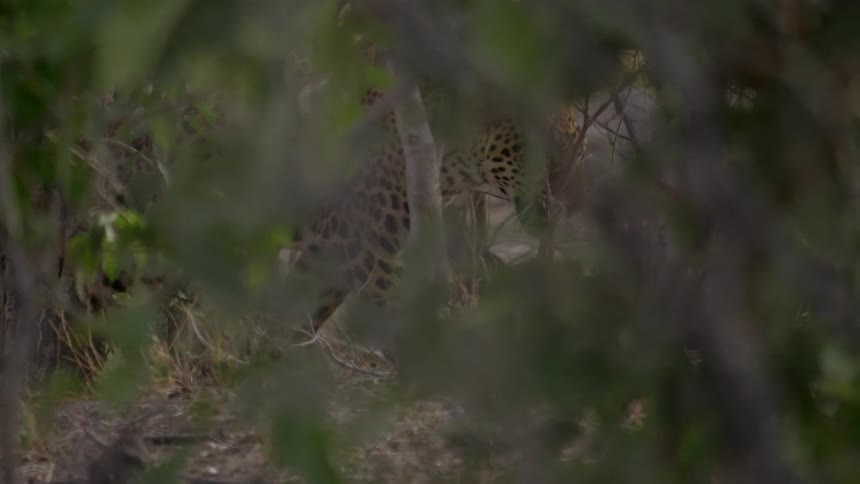 A jaguar moving through brush