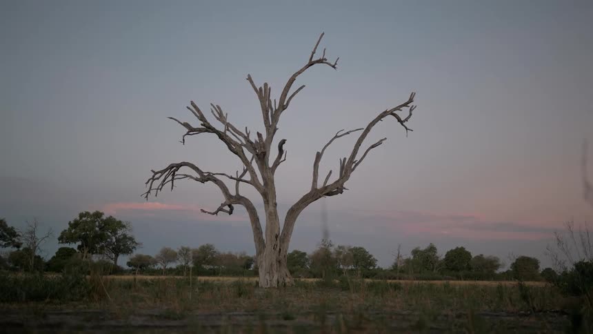 The bare branches of a large dead looking tree against the sunset sky