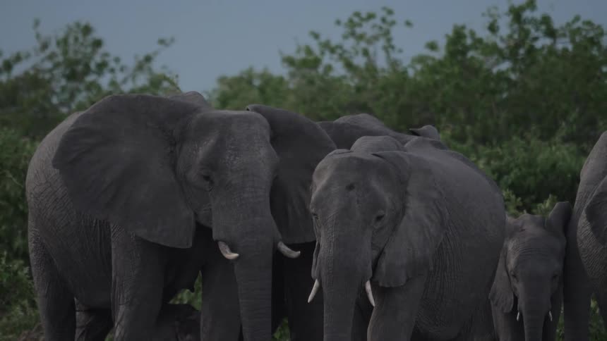 A herd of elephants standing outdoors during the day