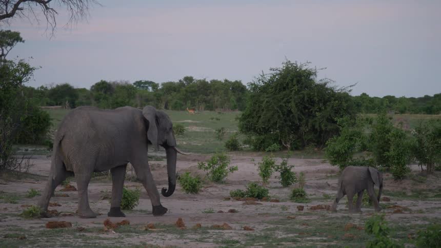 Mother and baby elephant strolling through a pasture in the savanna