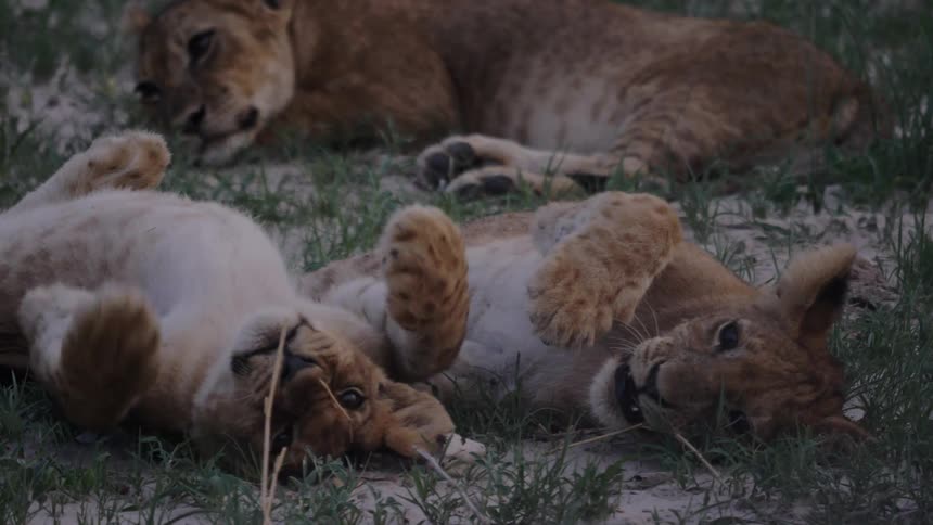 Lion cubs lie on the ground and play together
