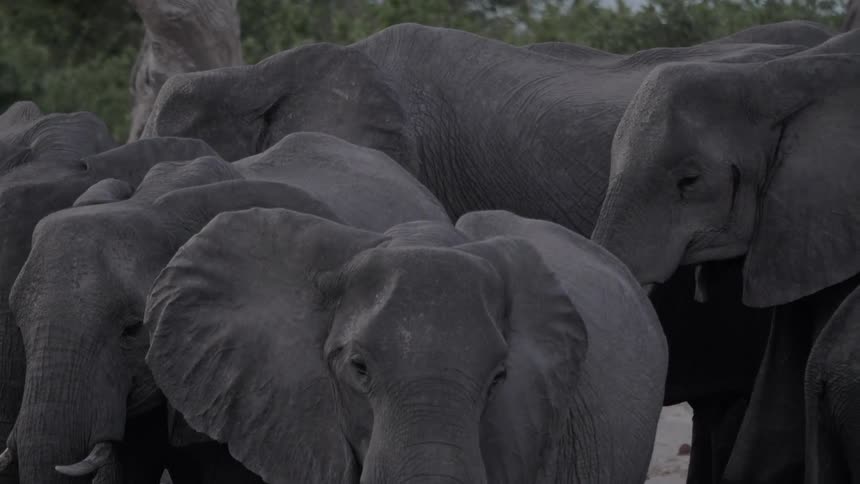 A herd of elephants stands together while relaxing outdoors