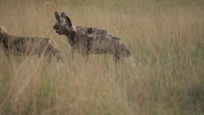 Hyenas walking in a field