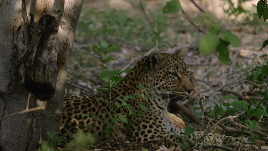 A leopard is resting under a tree