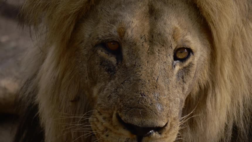 A lion looks around while laying down