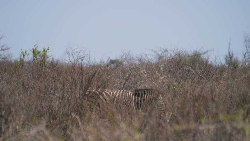 Zebra walks across the dry field