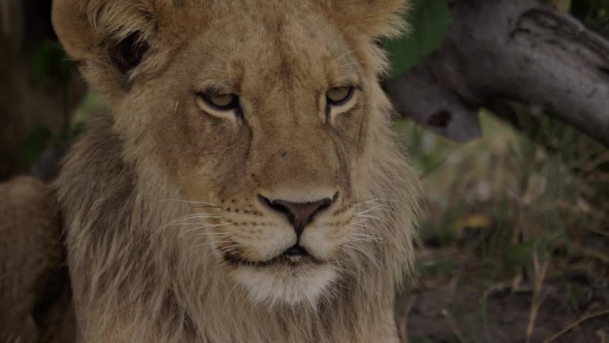 A lion laying around at daytime