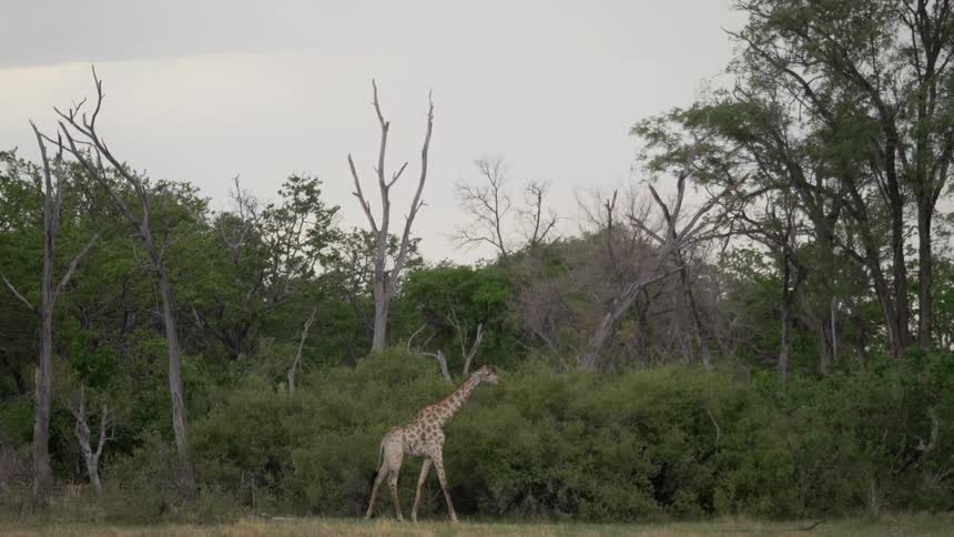 A giraffe walks in a grassland in front of a forest