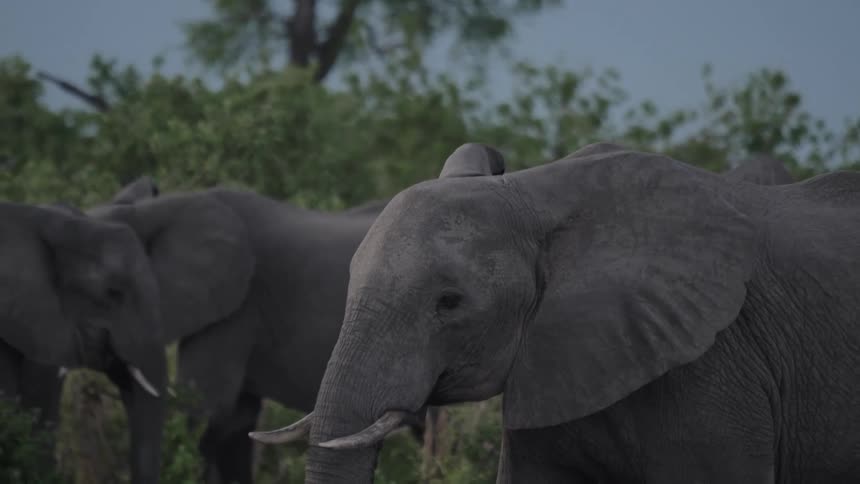 Elephant walking in front of its herd