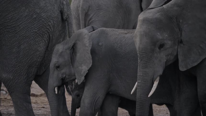 A parade of elephants and calves stand on dirt road in the open area