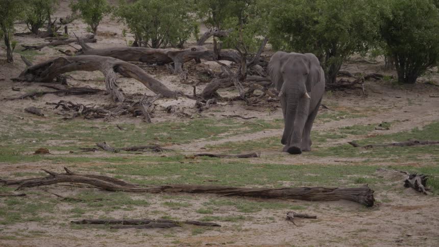 Elephant walks in front of fallen trees and bushes
