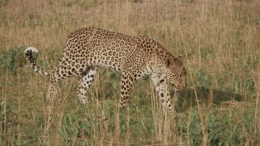 Tawny yellow jaguar walks across the open area grassland