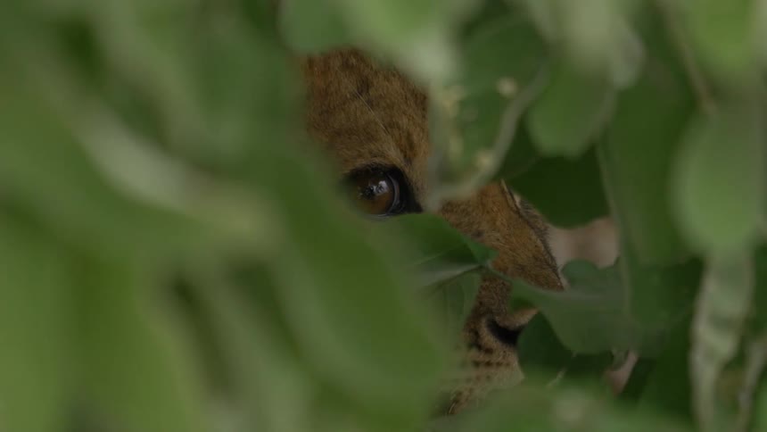 A large wild cat hides in the leaves