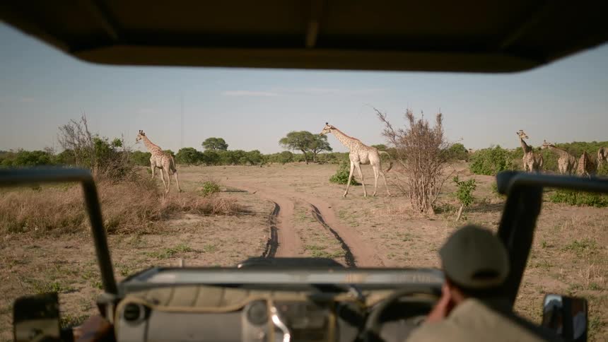 Man sits in a vehicle pointing his finger as several giraffe walk across the road in front of him