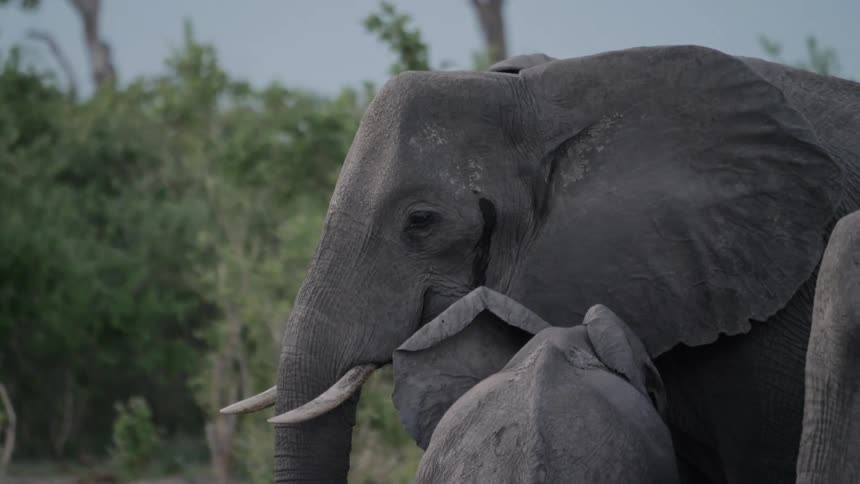 Elephants stand together near trees under clear blue sky