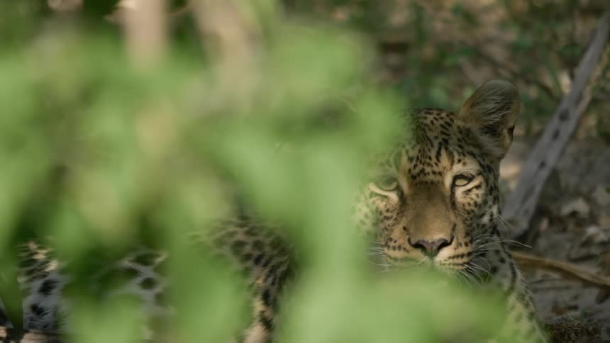 A leopard lies down in the trees