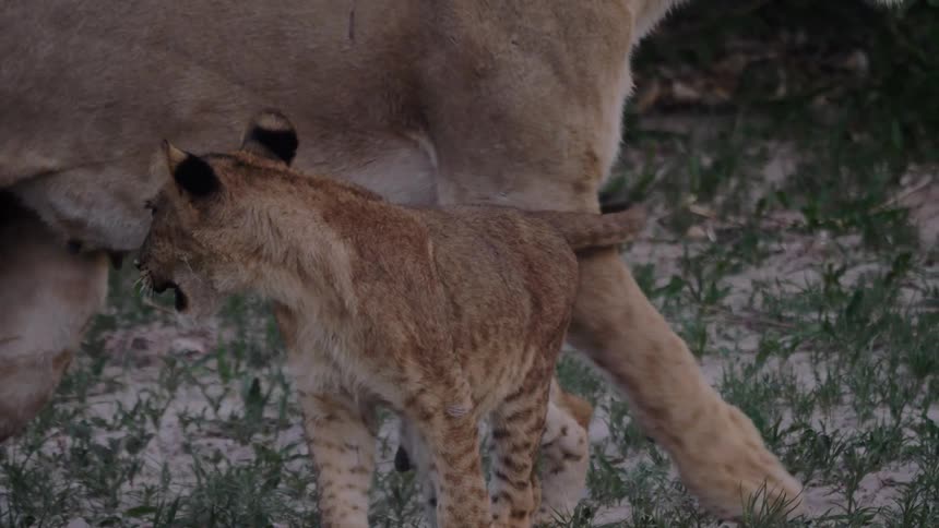A lioness licks her baby cub as it walks towards her