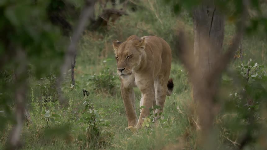 A cougar walks through the grass