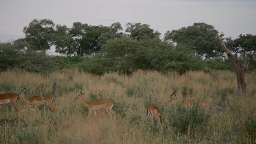 A herd of antelope walk through the open grassland area